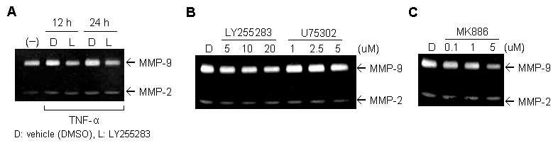 TNF-α에 의한 MMP-9 secretion 및 BLT2 억제를 통한 MMP-9 생성 억제
