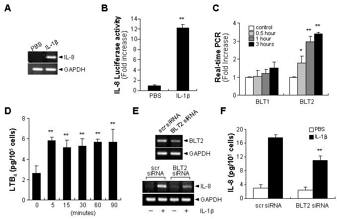 Mast cell에서 IL-1β stimulation 시 BLT2 에 의한 IL-8 생성