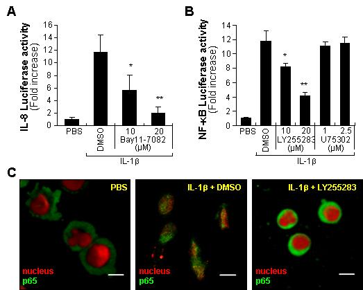 BLT2에 의한 NF-κB activation 조절