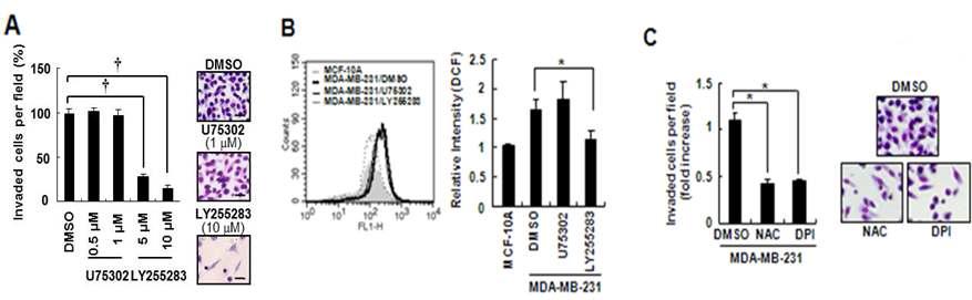 BLT2-ROS의 신호전달체계에 의한 유방암 세포의 침윤성 조절