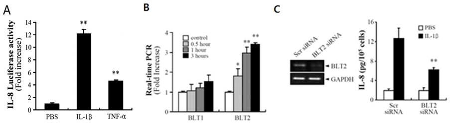 비만세포의 IL-8 발현 조절에 대한 BLT2의 역할