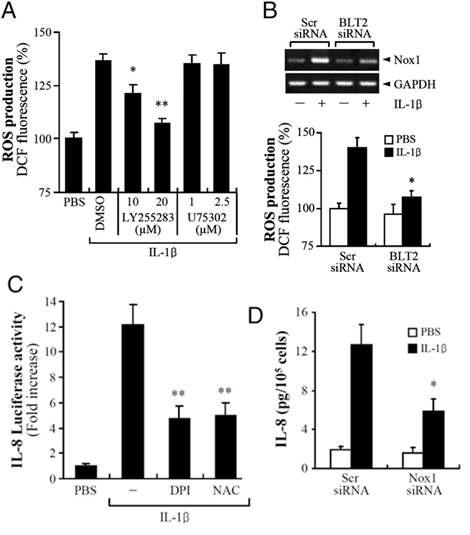 IL-1β에 의한 IL-8 생성 과정에서 BLT2-ROS의 신호전달체계의 역할