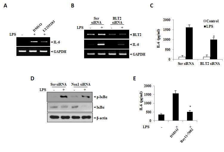 BLT2-Nox-NF-κB-cytokine에 의한 염증 질환의 발달
