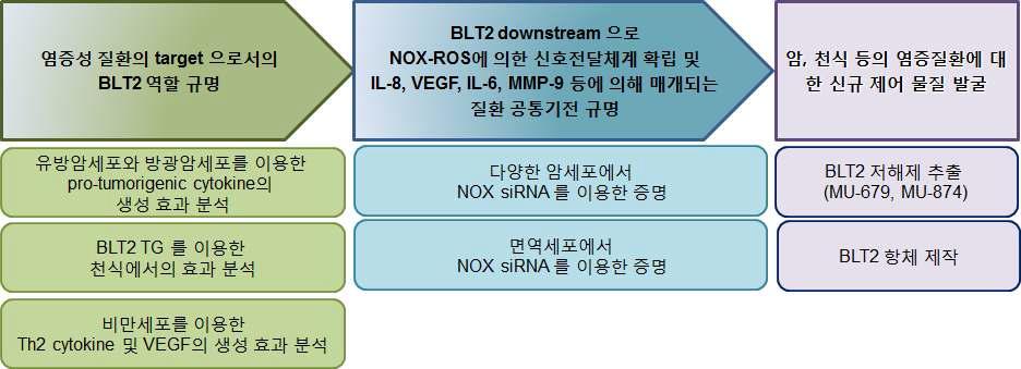 BLT2에 의한 천식/암 등의 발병 연계 공통 타겟 발굴