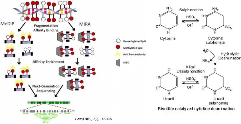 MIRA와 Sodium bisulfite reaction.