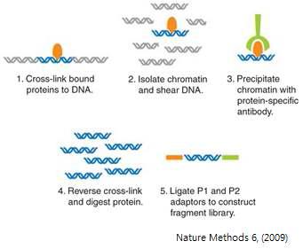 Chromatin-immunoprecipitat ions