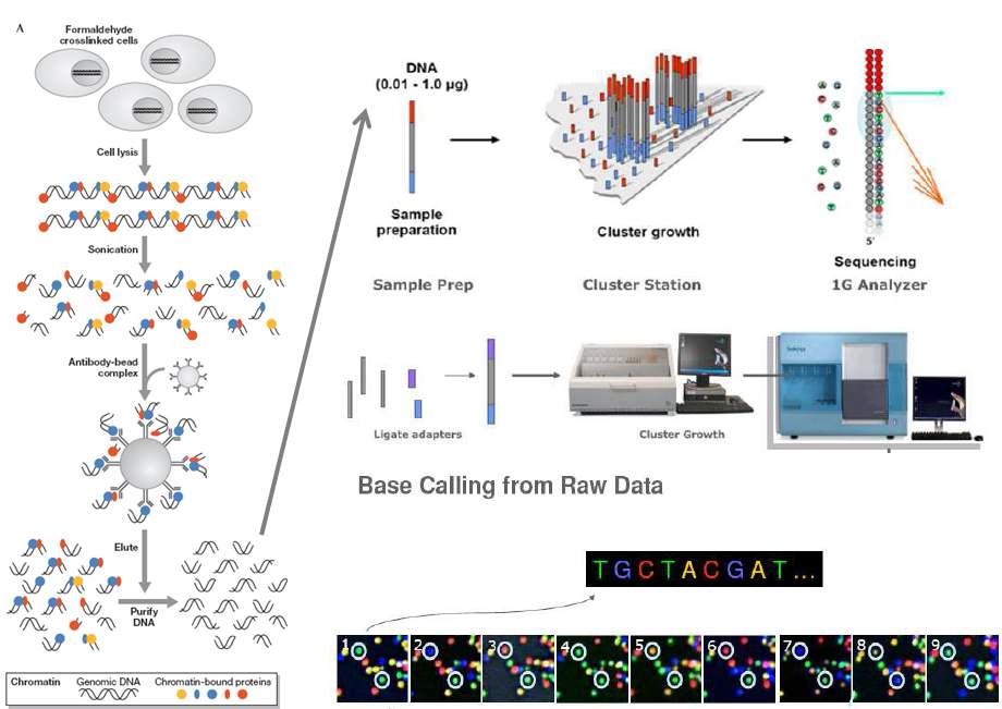 Next-Generation Sequencing