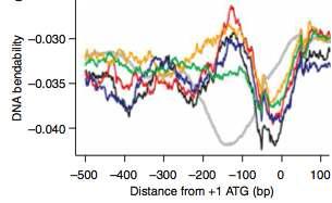 전사 가변성을 보이는 유전자의 promoter 염기서열에 따른 DNA bendability