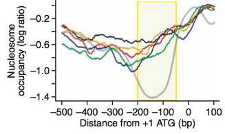 전사 가변성을 보이는 유전자 promoter의 nucleosome 구조