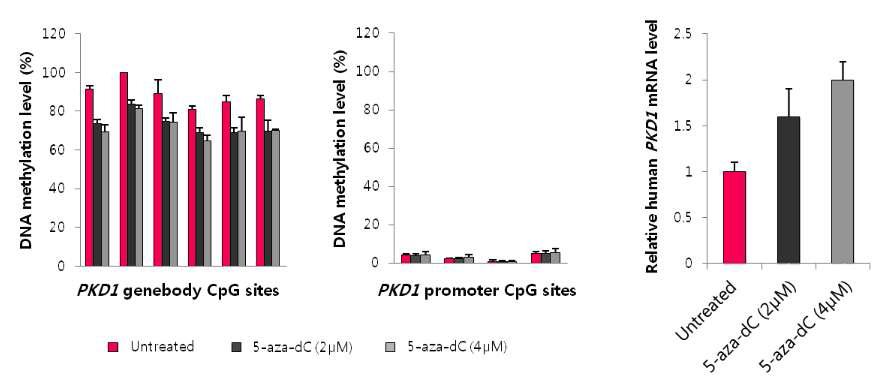 DNMT inhibitor 처리에 따른 PKD1 gene-body 화와 expression 변화.