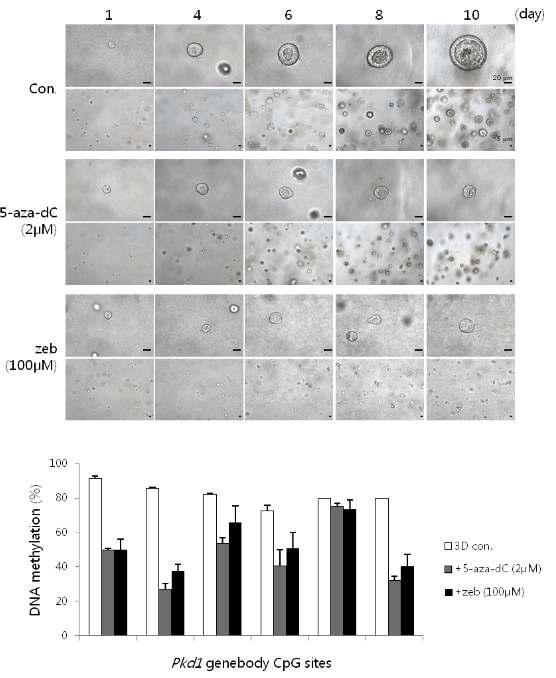 DNMT inhibitor 처리에 따른 MDCK cell line 의 cyst 생성 변화.