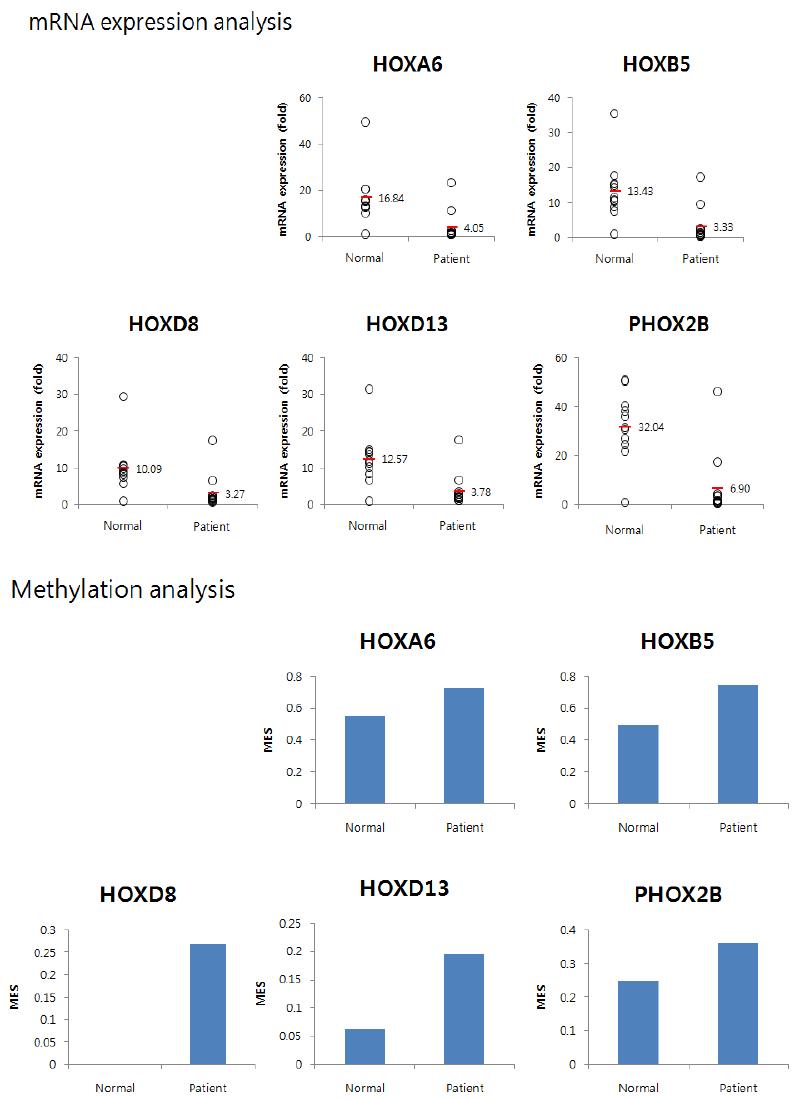 Hox 유전자들의 methylation변화와 methylation inhibitor를 처리했을 때 발현 변화