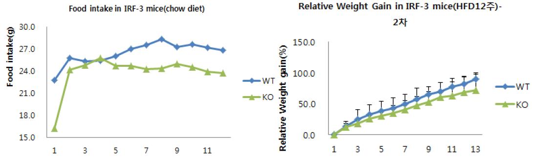 정상쥐와 IRF3 KO mouse에서 비만 표현형 분석.