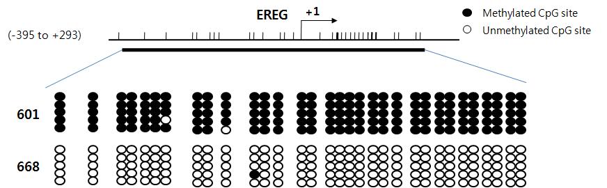 Bisulfite sequencing을 이용한 EREG 유전자의 methylation 확인.