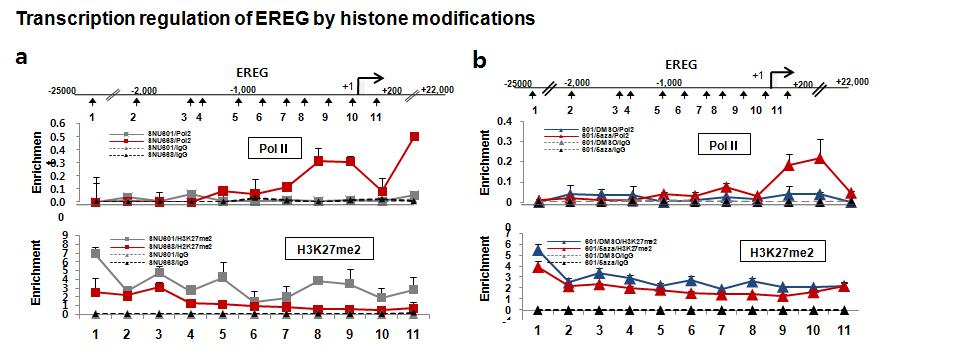 EREG프로모터에서의 히스톤변형을 확인