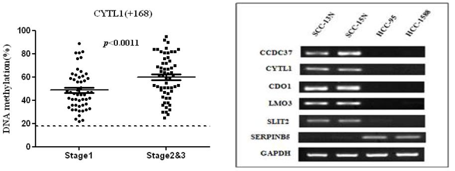 폐암 암진행 과정에서의 cytl1의 발현과 hypermethylation에 따른 유전자 발현 변화.