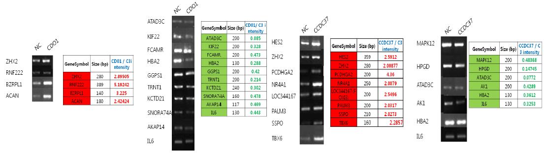 CDO1과 CCDC37 과발현 후 변화되는 후보 유전자.