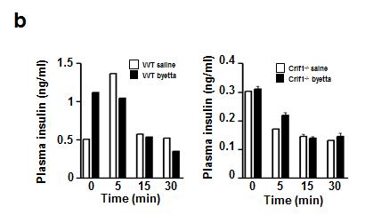 췌장 베타세포 특이적 결손 마우스에 GLP-1 agonist byetta 4주투여후 insulin secretion 측정