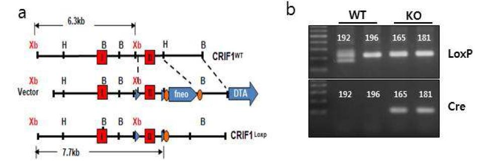 Cre-loxP system을 이용한 근육 특이적 CRIF1 결손 마우스 제작