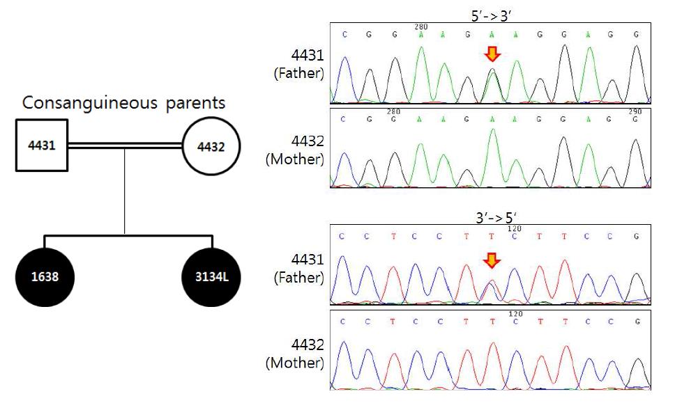 미토콘드리아 질병환자(3134L)의 아버지(4431) 유전자에서 발견된CRIF1 exon 2번의 이형접합변이