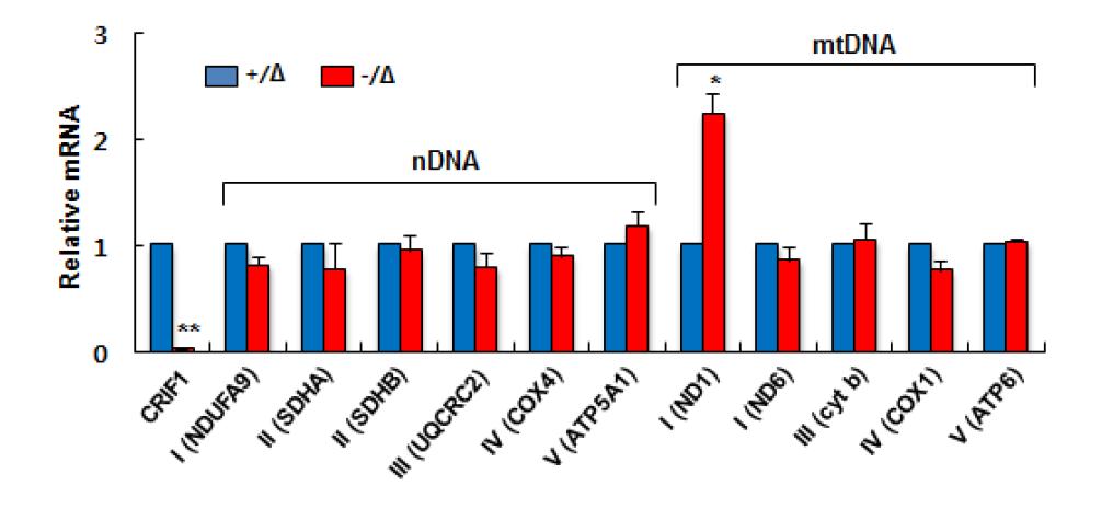 CRIF1 결손 MEF의 oxphos subunit mRNA level