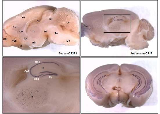 C57/BL6 마우스 뇌에서의 CRIF1 발현 양상