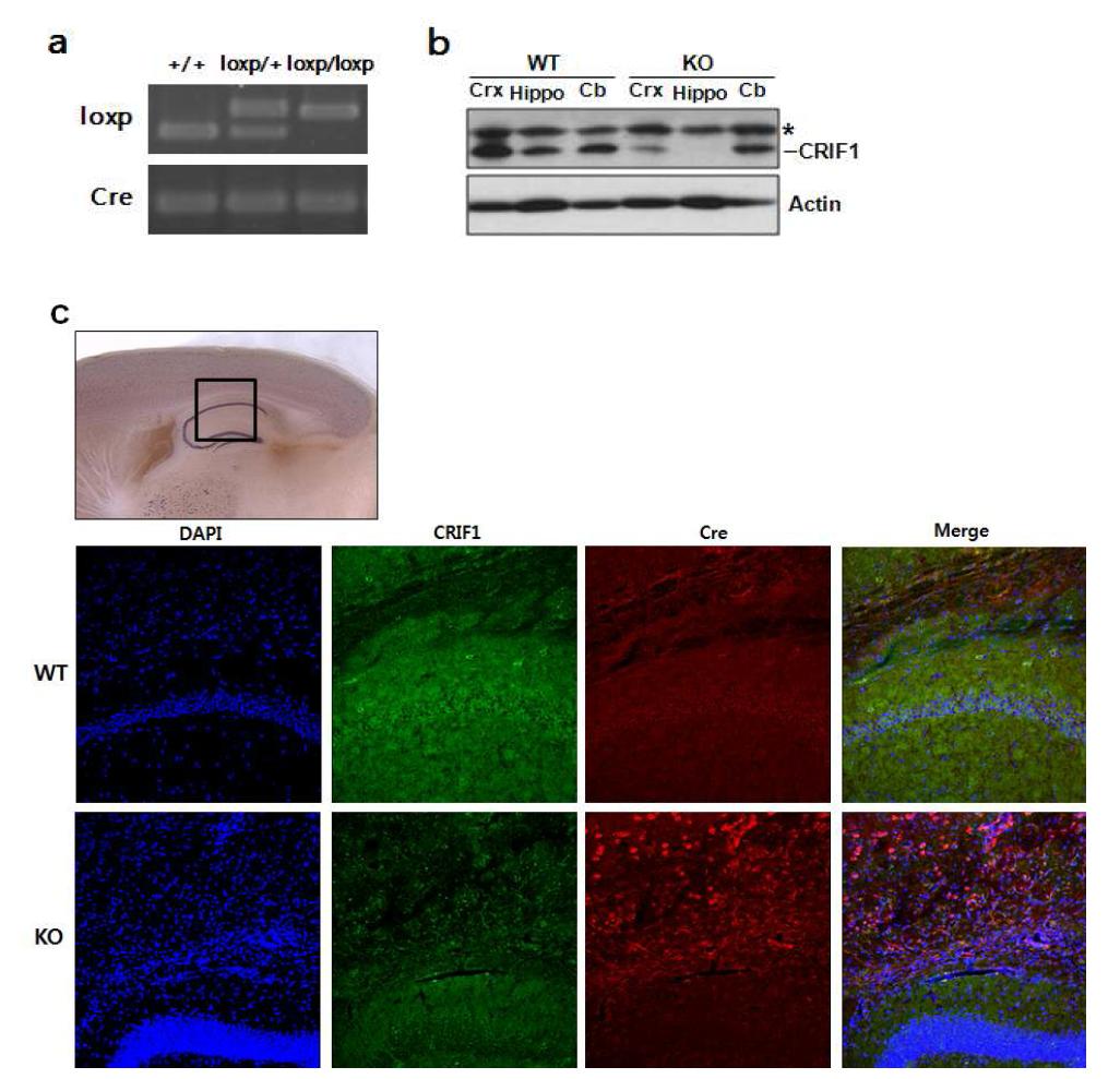 뇌 특이적 CRIF1 결손 마우스에서의 CRIF1 level 확인