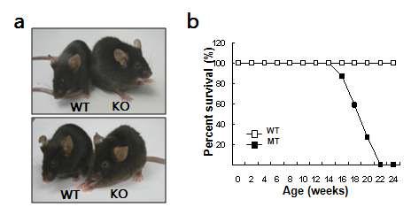 뇌 특이적 CRIF1 결손 마우스의 형태와 생존율