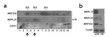 미토콘드리아 리보좀과 CRIF1의 연관관계와 CRIF1 결손세포의 리보좀 단백질 변화