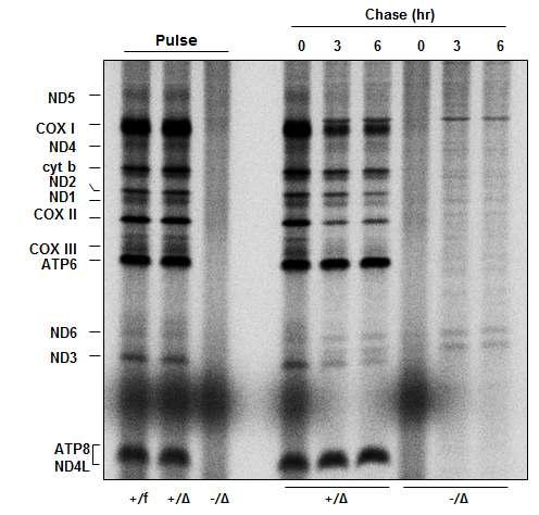 CRIF1 결손세포를 이용한 pulse&chase labeling