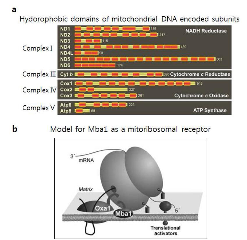 mtDNA에 암호화된 소수성 oxphos 단백질들과 미토콘드리아 리보좀 수용체 모델