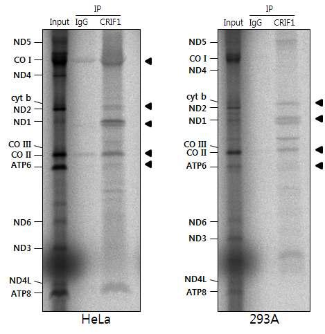 Nascent oxphos polypeptide와 CRIF1의 상호작용