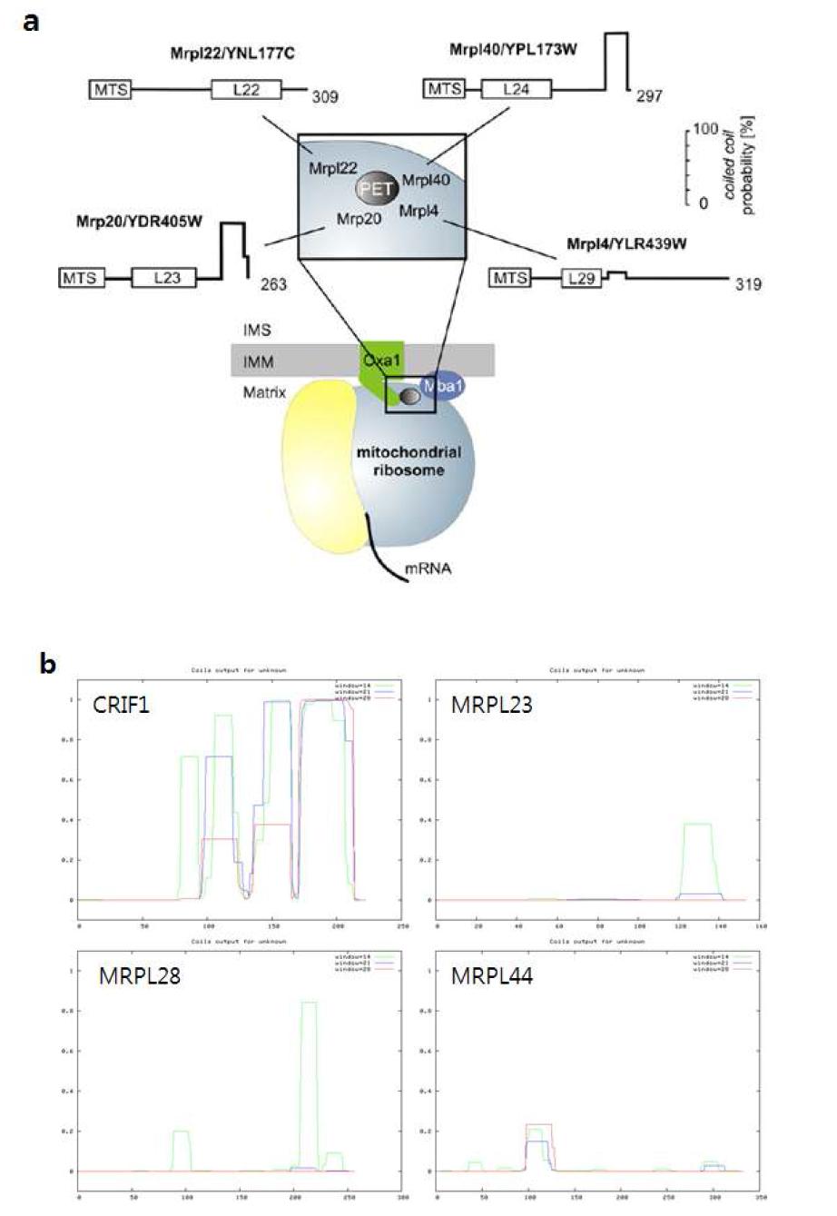 CRIF1과 상호작용하는 미토리보좀 단백질들의 C-말단 coiled-coil 도메인