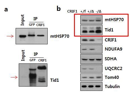 CRIF1과 미토콘드리아 샤페론 Tid1의 상호작용