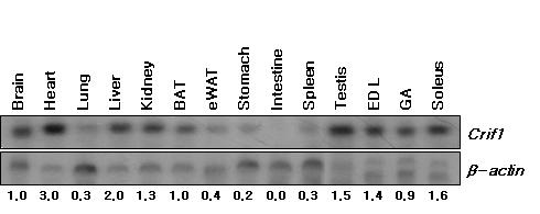 장기별 CRIF1의 mRNA expression