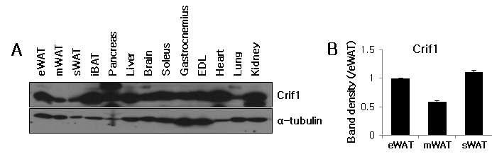 장기별 CRIF1의 protein expression