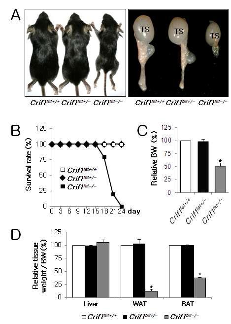 Adipose tissue 특이적 CRIF1 knock out 마우스의 조직별 크기와 무게