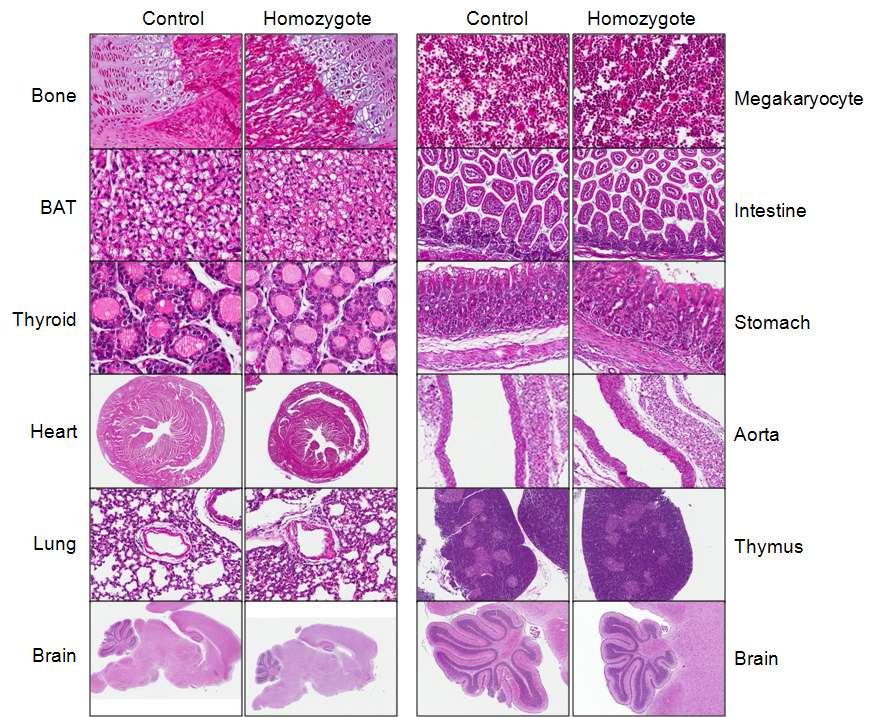 Adipose tissue 특이적 CRIF1 knock out 마우스의 조직별 세포형태