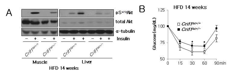 지방 특이적 CRIF1 haploinsufficiency 마우스와 glucose intolerance