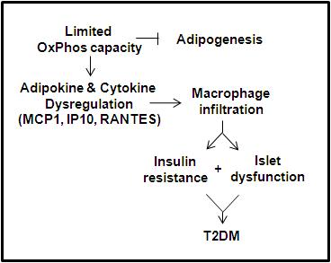 CRIF1 부재로 인한 미토콘드리아 기능이상이 인슐린 저항성을 유발하는 기작의 모식도