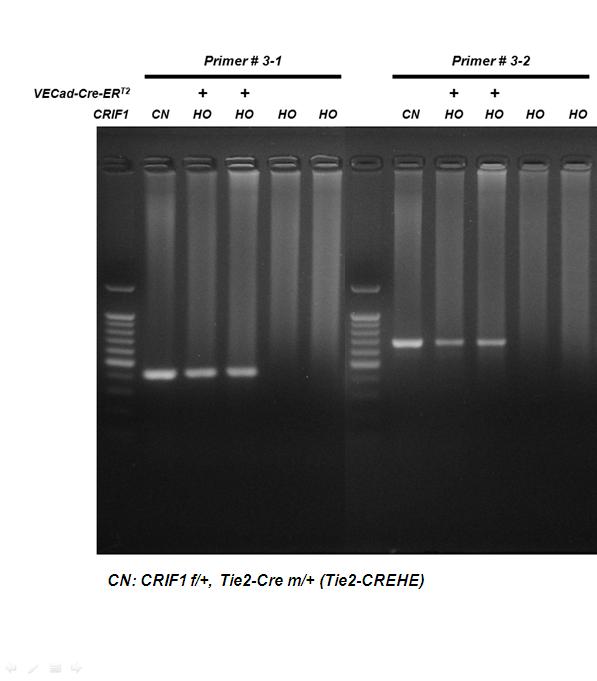 Tamoxifen투여로 인한 Cre 발현과 CRIF1 유전자 소실 PCR결과