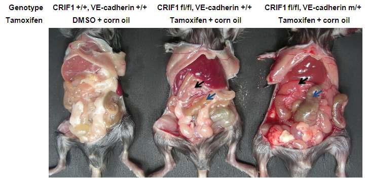 내피세포의 CRIF1유전자 소실에 따른 표현형 (1)