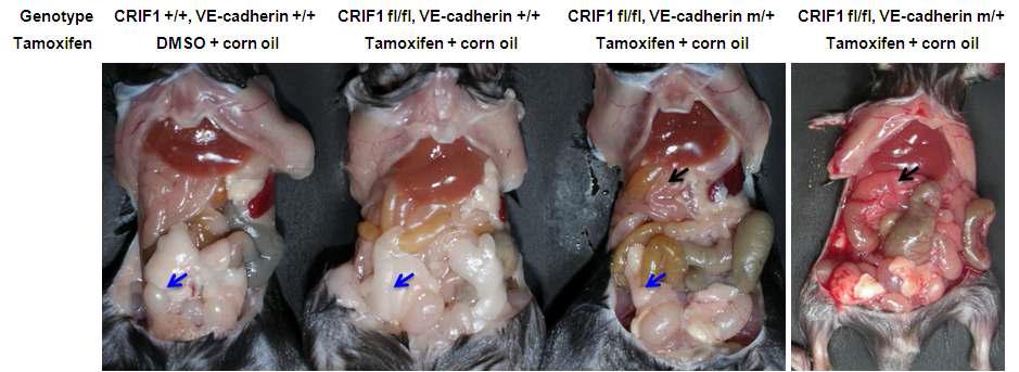 내피세포의 CRIF1유전자 소실에 따른 표현형 (2)