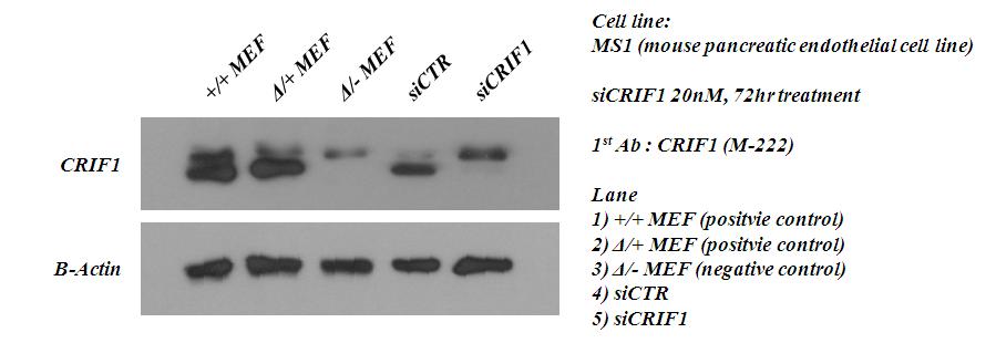 CRIF1을 제거시킨 MS1 혈관 내피 세포 제작