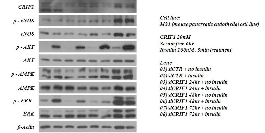 CRIF1 유전자 소실에 따른 미토콘드리아와 내피세포기능 이상 (eNOS, ERK)