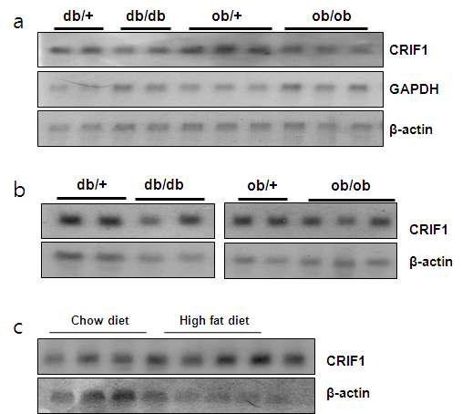 유전자 조작 또는 고지방식이로 만든 비만 당뇨 마우스의 간 조직에서 CRIF1의 발현 양상