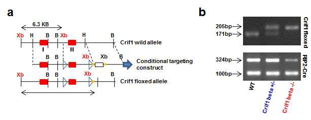 Cre-loxp system을 이용한 췌장 베타세포 특이적 CRIF1 결손마우스 개발 도면