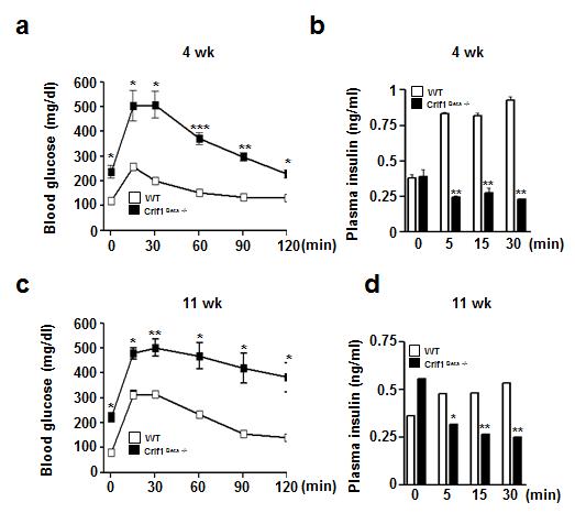 췌장 beta cell 특이적 CRIF1 결손마우스의 4주, 11주 Glucose tolerance test 및 insulin secretion 측정