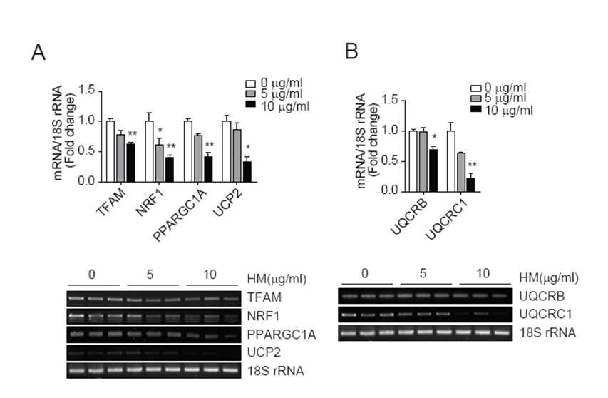 Decrease of mRNA levels of mitochondrial genes in SH-SY5Y neuroblastoma cells. SH-SY5Y cells treated with harmaline or sodium benzoate for 24 h were harvested and isolated RNA using Trizol. The semi-quantitive RT-PCR was performed with primer against the subunits of OXPHOS complex or mitochondrial biogenesis control factors, TFAM, UCP2 and PGC-1α.