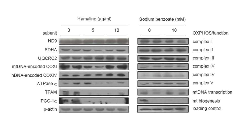 Western blots of mitochondrial proteins in harmaline or sodium benzoate-treated C2C12 cells. The C2C12 cells treated with harmaline or sodium benzoate for 24 h were harvested, separated on 12% SDS-PAGE and blotted onto nitrocellulose membrane. The membrane was incubated with primary antibodies against the subunits of OXPHOS complex or mitochondrial biogenesis control factors, TFAM and PGC-1α. After second antibody incubation, the bands were visualized by ECL. The names of subunits were shown in left and their complex or functions were in right of the figure.